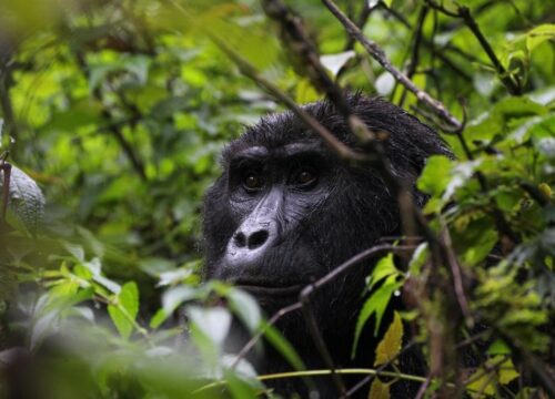 4 Days Bwindi Gorilla Tracking